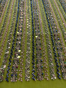 Renda Bordada RG24-03